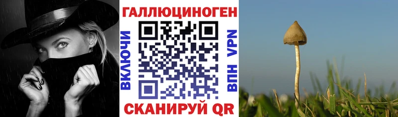 Купить  Трёхгорный  Галлюциногенные грибы Psilocybine cubensis 